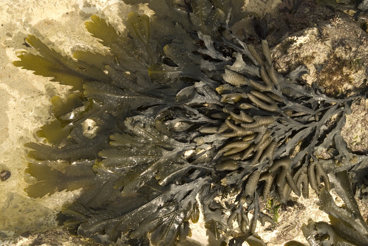 Fucus spiralis, Spiral Wrack
